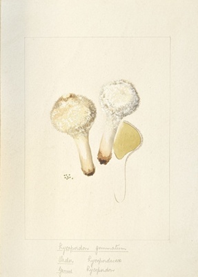 Lycoperdon Gemmatum; Wood, Emily Margaret; BIKGM.6788