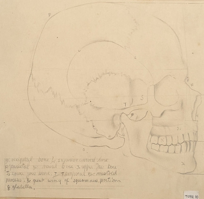 Study of Human Skull; Richards, Albert; c. 1937; BIKGM.7032.2