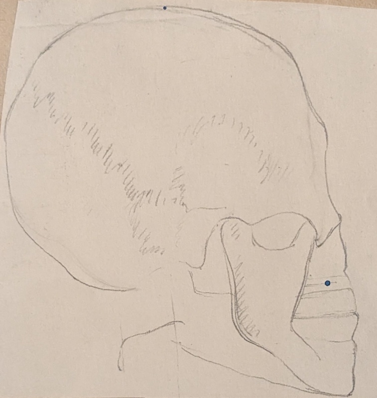 Study (side view) of Human Skull ; Richards, Albert; c. 1937; BIKGM.7035.1