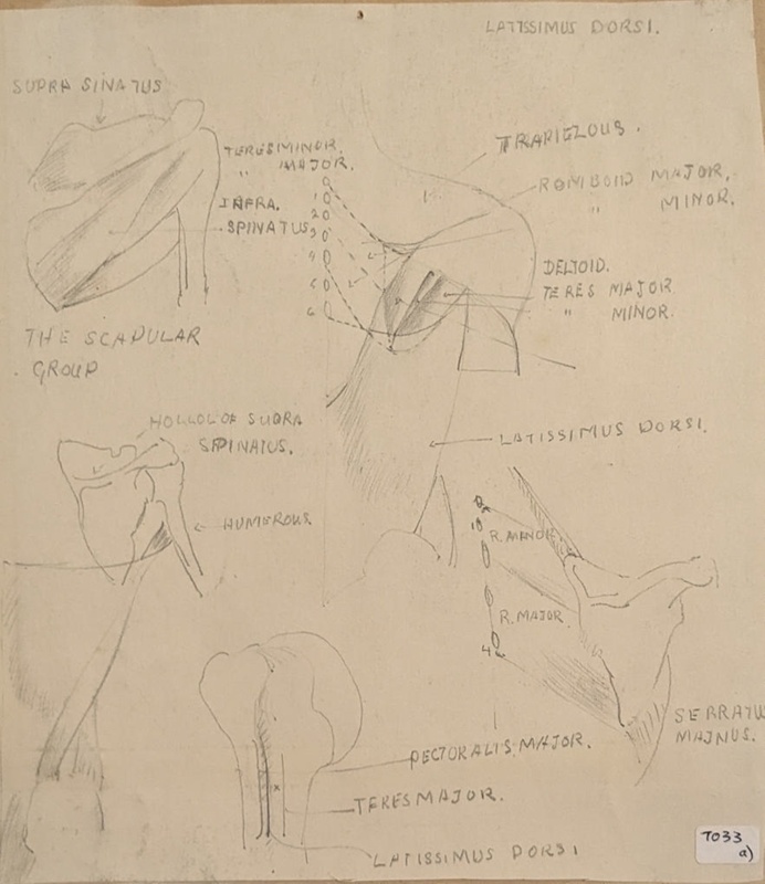 Latissimus Dorsi (Shoulder); Richards, Albert; 1935-1939; BIKGM.7033.1