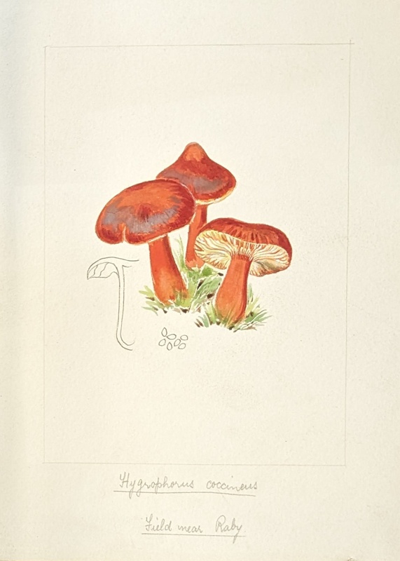 Hygrophorus Coccineus; Wood, Emily Margaret; 1899; BIKGM.6784