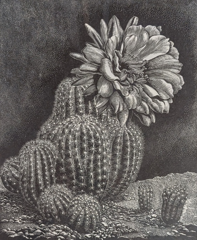 Cactus; Rawlinson, William Thomas (1912-1993); 1970; WR.15