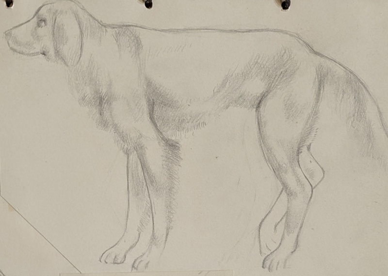 Sketch of a Dog ; Richards, Albert; 1935-1939; BIKGM.7084A