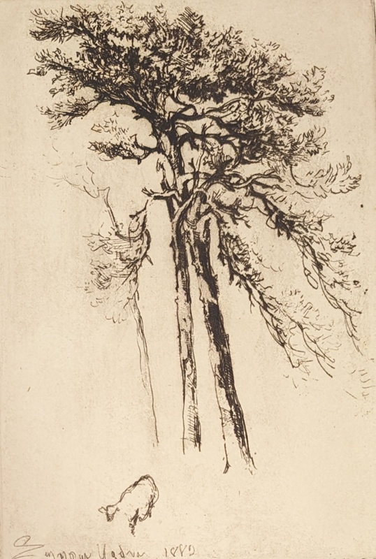 The Latest Tree; Haden, Francis Seymour; BIKGM.244