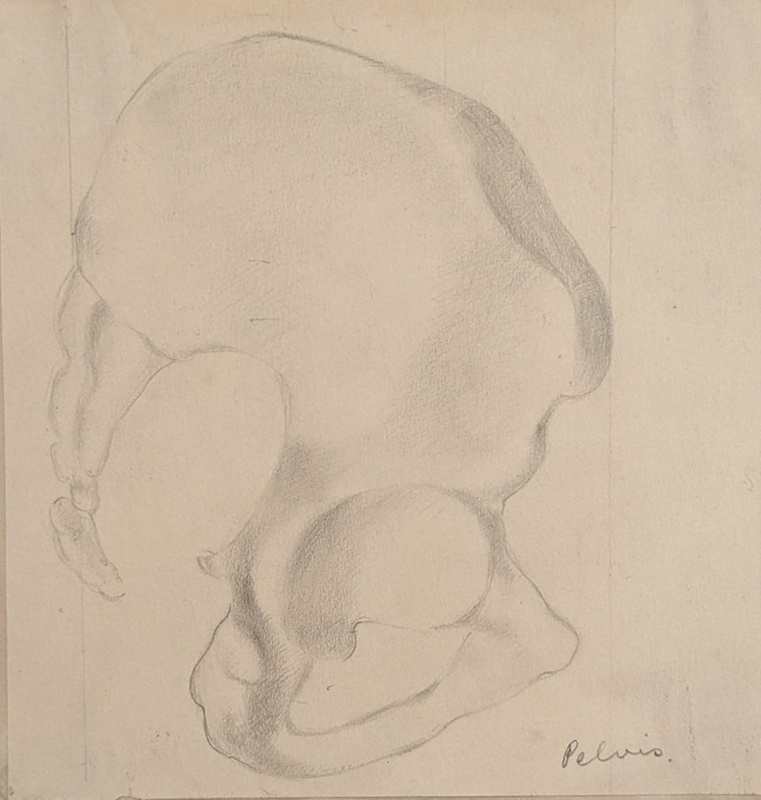 Study (Side View) of Pelvis; Richards, Albert; 1935-1939; BIKGM.7034.1