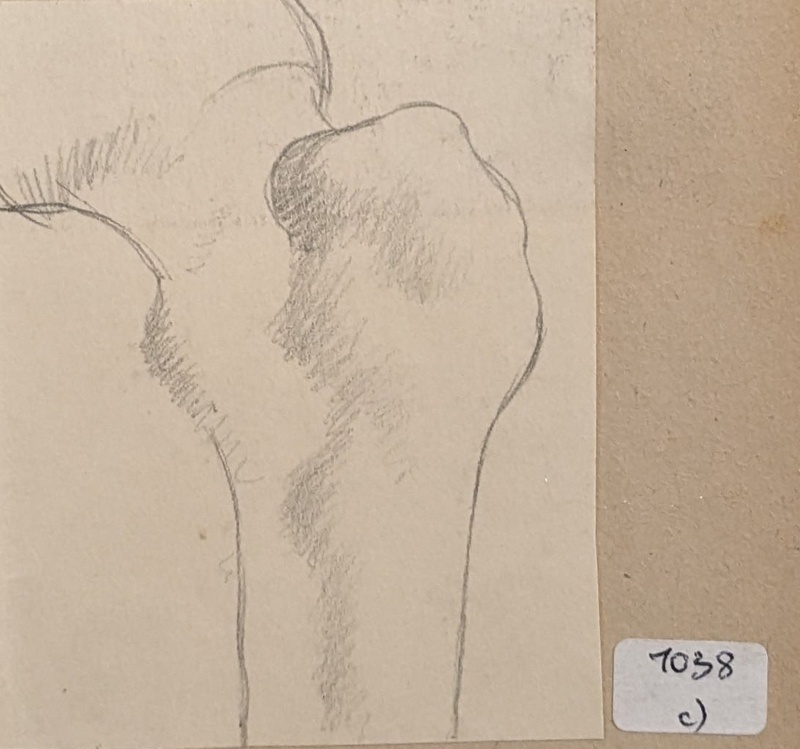 Study of a Section of the Humerus; Richards, Albert; 1935-1939; BIKGM.7038.3