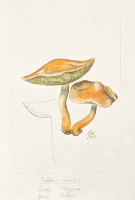 Boletus Viscidus; Wood, Emily Margaret; BIKGM.6777