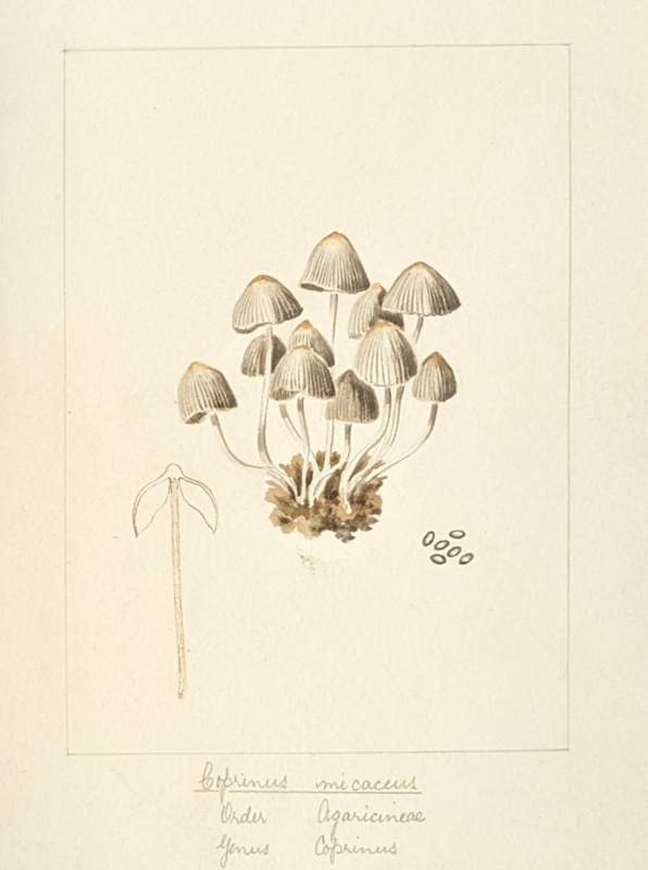 Coprinus Micaceus; Wood, Emily Margaret; BIKGM.6781