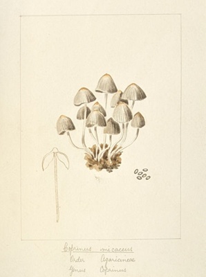 Coprinus Micaceus; Wood, Emily Margaret; BIKGM.6781