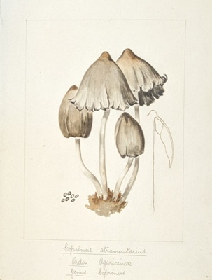 Coprinus Atramentarius; Wood, Emily Margaret; BIKGM.6782