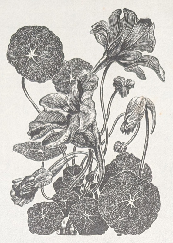 Various Leaves and Flowers; Rawlinson, William Thomas (1912-1993); WR.83