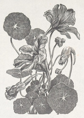 Various Leaves and Flowers; Rawlinson, William Thomas (1912-1993); WR.83