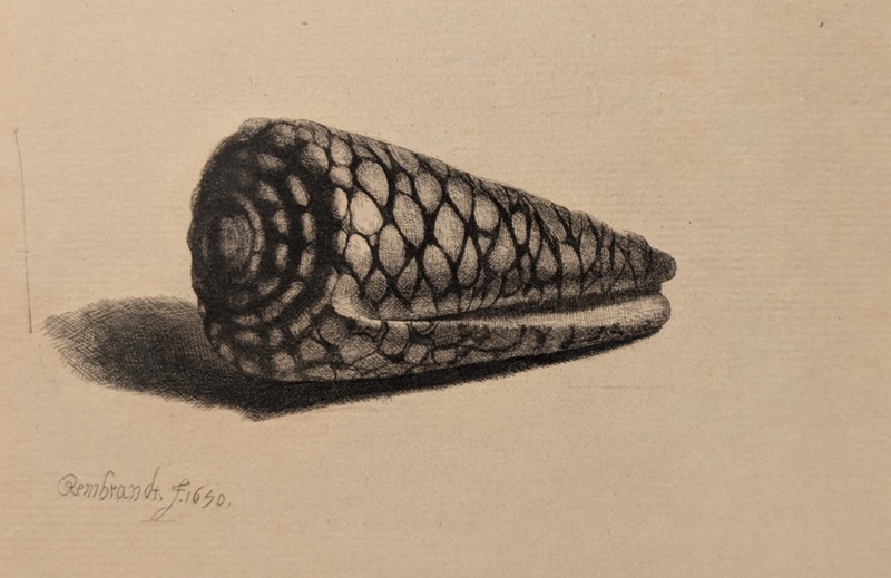 The Shell (Conus Marmoreus); Rapilly, Georges (active 1850-1890); BIKGM.9159