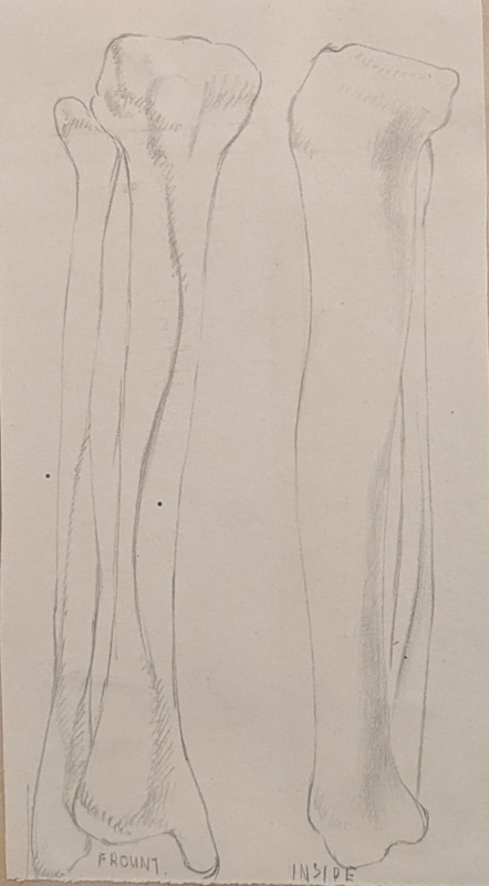 Study of Fibia and Fibula; Richards, Albert; c. 1937; BIKGM.7035.3