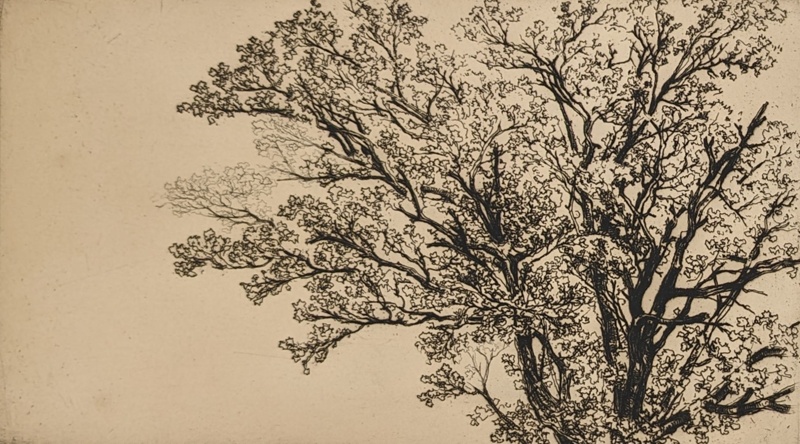 The Earliest Tree; Haden, Francis Seymour; BIKGM.243