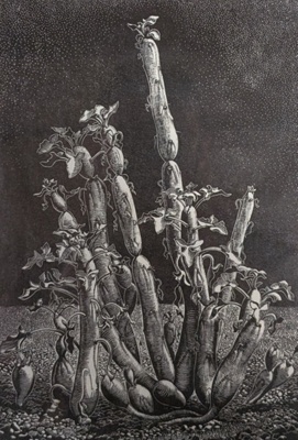 Kleinia Articulata; Rawlinson, William Thomas (1912-1993); 1973; WR.32