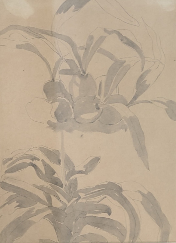 Orchids; Richards, Albert; 1938; BIKGM.8679