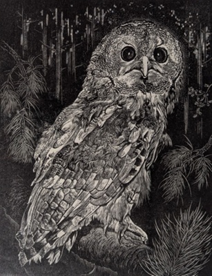 Tawny Owl; Rawlinson, William Thomas (1912-1993); 1985; WR.1