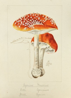 Agaricus Muscarius; Wood, Emily Margaret; BIKGM.6760