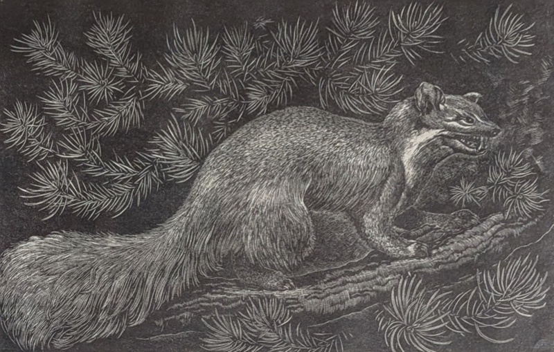 Pine Marten; Rawlinson, William Thomas (1912-1993); 1966; WR.16