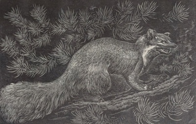 Pine Marten; Rawlinson, William Thomas (1912-1993); 1966; WR.16