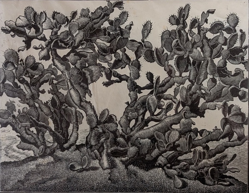 Cactus Near Tripoli, N. Africa; Rawlinson, William Thomas (1912-1993); 1958; WR.39