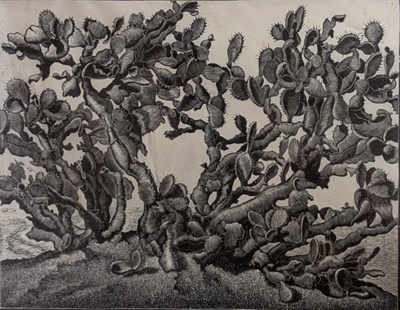 Cactus Near Tripoli, N. Africa; Rawlinson, William Thomas (1912-1993); 1958; WR.39