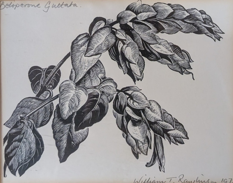 Beloperone Guttata; Rawlinson, William Thomas (1912-1993); 1973; WR.54