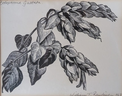 Beloperone Guttata; Rawlinson, William Thomas (1912-1993); 1973; WR.54