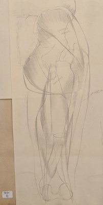 Study of the Bones and Muscles of the Forearm; Richards, Albert; c. 1937; BIKGM.7037.2