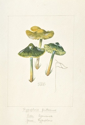 Hygrophonis Psittacinus; Wood, Emily Margaret; BIKGM.6786