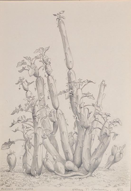 Kleinia Articulata; Rawlinson, William Thomas (1912-1993); 1973; WR.12