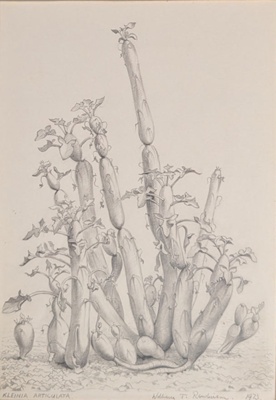 Kleinia Articulata; Rawlinson, William Thomas (1912-1993); 1973; WR.12