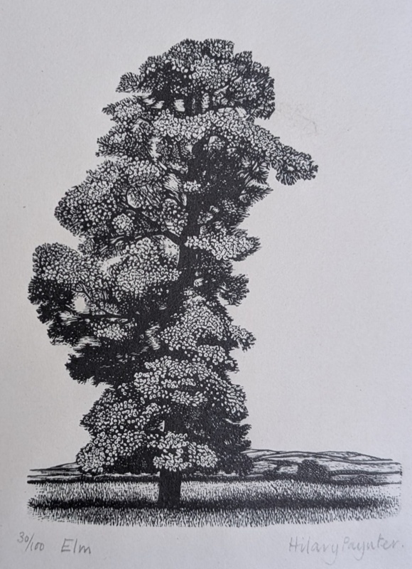 Elm; Paynter, Hilary (b. 1943); 1979; BIKGM.9111