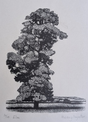 Elm; Paynter, Hilary (b. 1943); 1979; BIKGM.9111