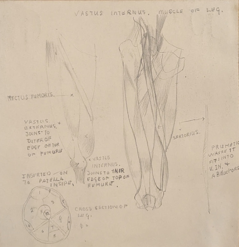 Vastus Internus (Leg Muscle); Richards, Albert; c. 1937; BIKGM.7033.2