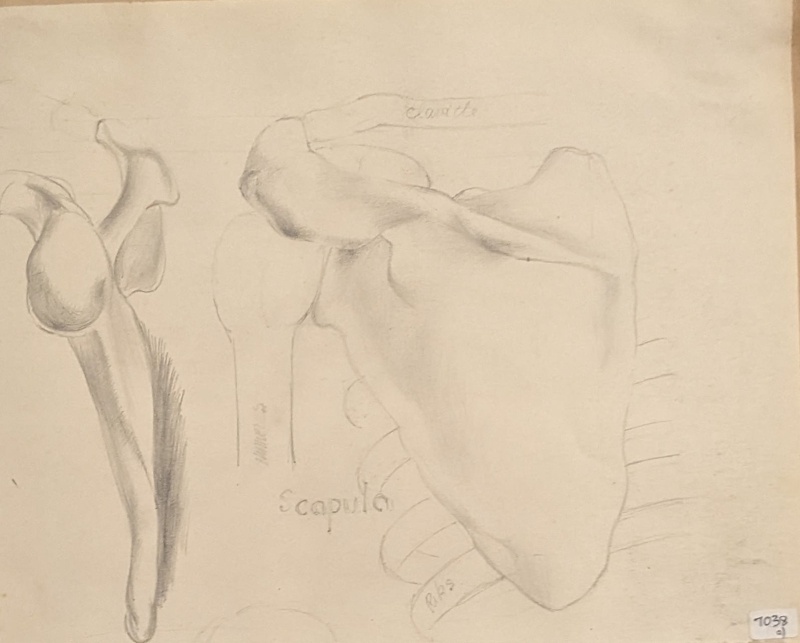 Study of the Scapula (Shoulder Blade)
; Richards, Albert; 1935-1939; BIKGM.7038.1