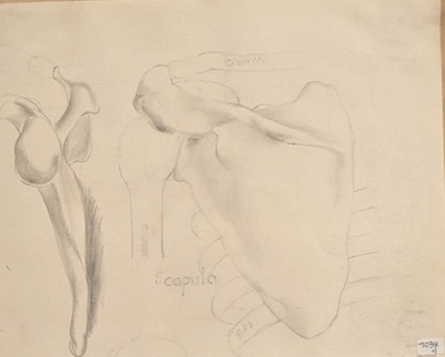 Study of the Scapula (Shoulder Blade)
; Richards, Albert; 1935-1939; BIKGM.7038.1