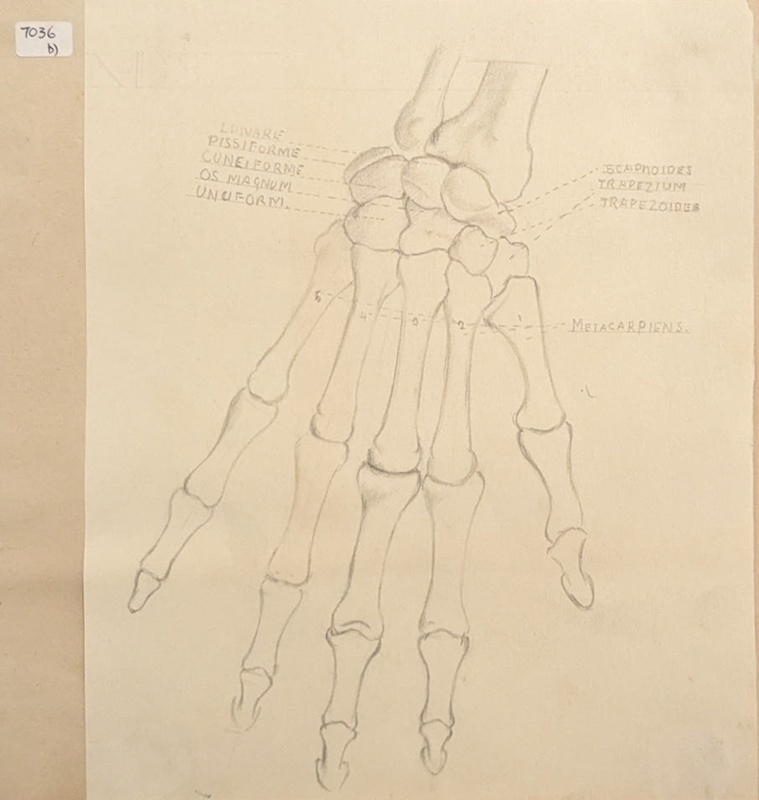 The Bones of the Hand; Richards, Albert; 1935-1939; BIKGM.7036.2