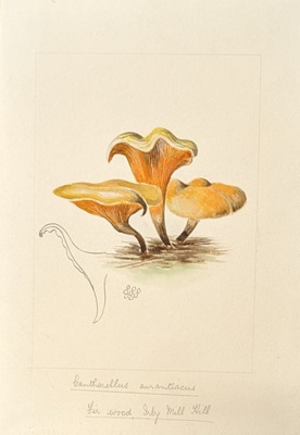 Cantharellus Aurantiacus; Wood, Emily Margaret; 1899; BIKGM.6778