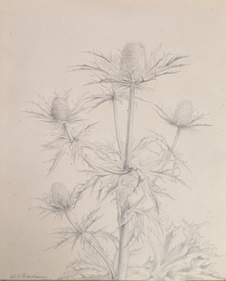 Plant Drawing; Rawlinson, William Thomas (1912-1993); 1961; WR.25