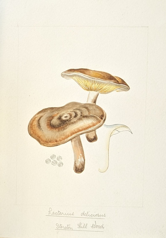 Lactarius Deliciosus; Wood, Emily Margaret; BIKGM.6787