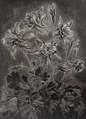 Columbine; Rawlinson, William Thomas (1912-1993); 1962; WR.13