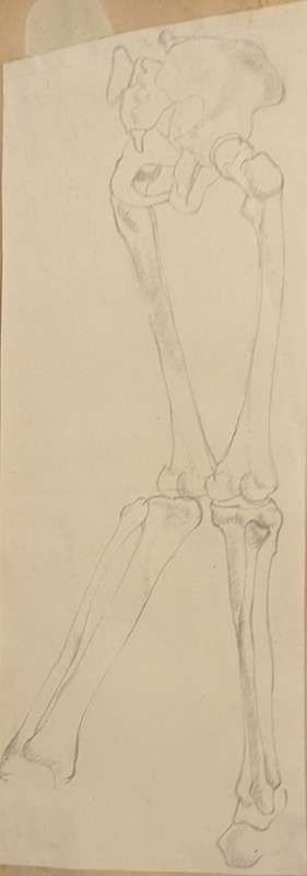 Study of Pelvis and Leg Bone; Richards, Albert; 1935-1939; BIKGM.7035.2