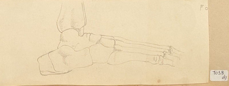 Study (side view) of the Bones of the Foot; Richards, Albert; c. 1937; BIKGM.7038.4