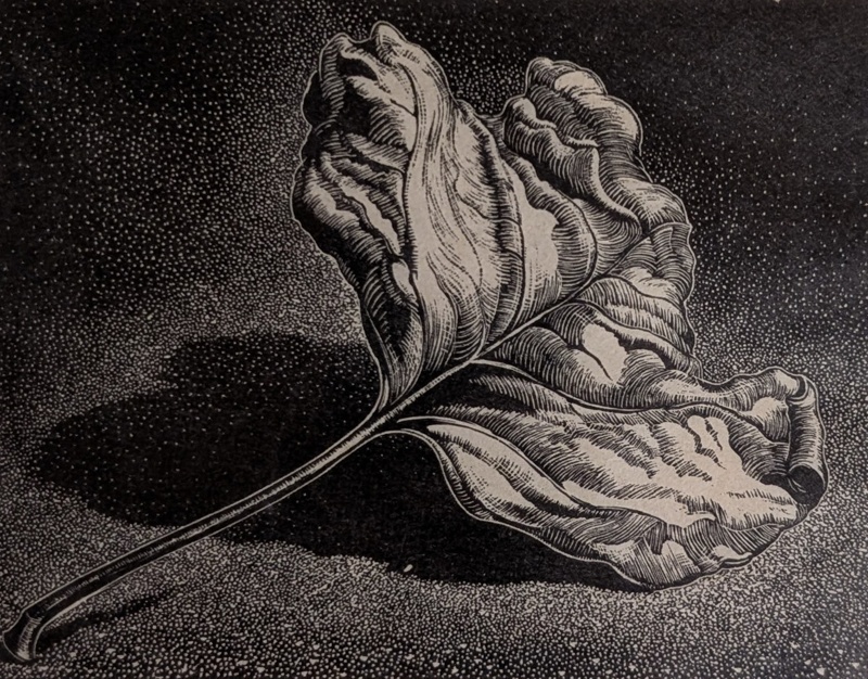 Fallen Leaf, Tulip Tree; Rawlinson, William Thomas (1912-1993); 1974; WR.28