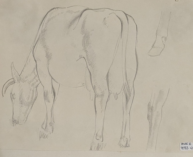 Three Sketches of a Grazing Cow ; Richards, Albert; 1935-1939; BIKGM.7083A