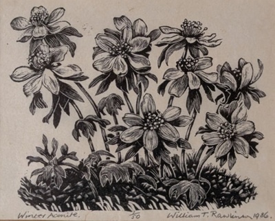 Winter Aconite; Rawlinson, William Thomas (1912-1993); 1986; WR.53