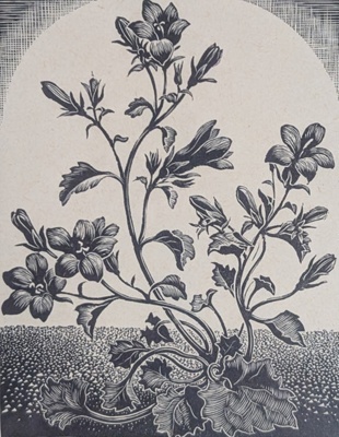 Campanula Allionii
; Rawlinson, William Thomas (1912-1993); 1975; WR.48