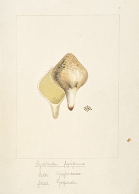 Lycoperdon Pyrifarme; Wood, Emily Margaret; 1899; BIKGM.6789